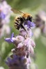 Nom du fichier=Pajon_abeille.jpg
Taille du fichier=123Ko
Dimensions : 534x800
Ajouté le : 21 Mai 2015 Pajon_abeille.jpg