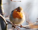 Nom du fichier=Pavani_DSC_0954.jpg
Taille du fichier=91Ko
Dimensions : 900x715
Ajouté le : 28 Avril 2015 Pavani_DSC_0954.jpg