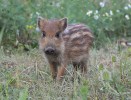 Nom du fichier=Pelletier_animal.jpg
Taille du fichier=262Ko
Dimensions : 800x607
Ajouté le : 19 Août 2015 Pelletier_animal.jpg