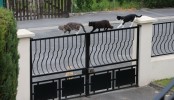 Nom du fichier=Petit_chats.jpg
Taille du fichier=153Ko
Dimensions : 800x458
Ajouté le : 01 Juin 2015 Petit_chats.jpg