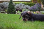 Nom du fichier=Petitfrere_chien.jpg
Taille du fichier=159Ko
Dimensions : 800x530
Ajouté le : 16 Août 2015 Petitfrere_chien.jpg