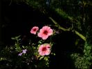 Petunia_million_bells_0907.jpg