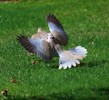 Nom du fichier=Phovidrone.jpg
Taille du fichier=97Ko
Dimensions : 640x583
Ajouté le : 03 Février 2017 Phovidrone.jpg
