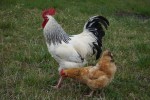 Nom du fichier=Pichon_coq.jpg
Taille du fichier=208Ko
Dimensions : 800x533
Ajouté le : 22 Août 2015 Pichon_coq.jpg
