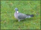 Pigeon_ramier01.jpg