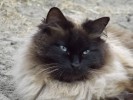Nom du fichier=Pouppeville_chat.jpg
Taille du fichier=145Ko
Dimensions : 800x600
Ajouté le : 22 Mai 2015 Pouppeville_chat.jpg