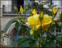 Roses_jardin2007_02.jpg