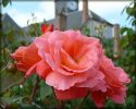 Roses_jardin2007_03.jpg