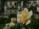 Roses_jardin2007_04.jpg