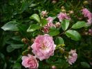 Rosier_petites_fleurs_roses2.jpg