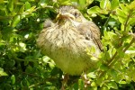 Nom du fichier=Rouquette_oiseau.jpg
Taille du fichier=227Ko
Dimensions : 800x532
Ajouté le : 25 Août 2015 Rouquette_oiseau.jpg