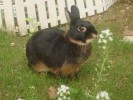 Nom du fichier=Rousselle_lapin.jpg
Taille du fichier=218Ko
Dimensions : 800x600
Ajouté le : 20 Août 2015 Rousselle_lapin.jpg