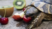 Nom du fichier=Roux_tortue.jpg
Taille du fichier=141Ko
Dimensions : 800x454
Ajouté le : 06 Juin 2015 Roux_tortue.jpg