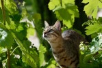 Nom du fichier=Salez_chat.jpg
Taille du fichier=160Ko
Dimensions : 800x534
Ajouté le : 31 Mai 2015 Salez_chat.jpg
