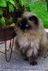 Nom du fichier=Salgado_chat.jpg
Taille du fichier=198Ko
Dimensions : 547x800
Ajouté le : 13 Août 2015 Salgado_chat.jpg