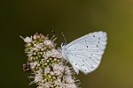 Nom du fichier=Savart_papillon.jpg
Taille du fichier=116Ko
Dimensions : 800x533
Ajouté le : 19 Août 2015 Savart_papillon.jpg