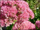 Nom du fichier=Sedum_0907_01.jpg
Taille du fichier=61Ko
Dimensions : 512x384
Ajouté le : 15 Septembre 2007 Sedum_0907_01.jpg