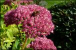 Sedum_0907_02.jpg