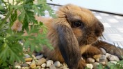 Nom du fichier=Sibuet_lapin.jpg
Taille du fichier=141Ko
Dimensions : 800x450
Ajouté le : 21 Août 2015 Sibuet_lapin.jpg
