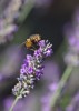 Nom du fichier=Siriaco_abeille.jpg
Taille du fichier=98Ko
Dimensions : 575x800
Ajouté le : 06 Mai 2015 Siriaco_abeille.jpg