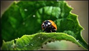 Nom du fichier=Sorel_coccinelle.jpg
Taille du fichier=127Ko
Dimensions : 800x454
Ajouté le : 22 Juillet 2015 Sorel_coccinelle.jpg