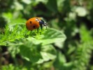Nom du fichier=Southammavong_coccinelle.jpg
Taille du fichier=112Ko
Dimensions : 800x600
Ajouté le : 03 Juillet 2015 Southammavong_coccinelle.jpg