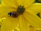 Nom du fichier=Strident_coccinelle.jpg
Taille du fichier=109Ko
Dimensions : 800x600
Ajouté le : 29 Août 2015 Strident_coccinelle.jpg