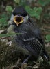 Nom du fichier=Tellier_oiseau.jpg
Taille du fichier=140Ko
Dimensions : 584x800
Ajouté le : 19 Août 2015 Tellier_oiseau.jpg