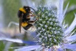 Nom du fichier=Tourneur_abeille.jpg
Taille du fichier=165Ko
Dimensions : 800x533
Ajouté le : 31 Août 2015 Tourneur_abeille.jpg