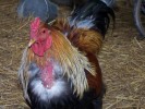 Nom du fichier=Urbany_coq.jpg
Taille du fichier=216Ko
Dimensions : 800x600
Ajouté le : 19 Mai 2015 Urbany_coq.jpg