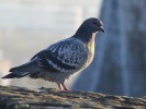Nom du fichier=Vasseur_pigeon.jpg
Taille du fichier=112Ko
Dimensions : 800x600
Ajouté le : 25 Mai 2015 Vasseur_pigeon.jpg