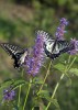 Nom du fichier=Verburg_papillons.jpg
Taille du fichier=146Ko
Dimensions : 573x800
Ajouté le : 06 Mai 2015 Verburg_papillons.jpg
