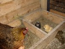 Nom du fichier=Vercaigne_poussins.jpg
Taille du fichier=259Ko
Dimensions : 800x600
Ajouté le : 23 Mai 2015 Vercaigne_poussins.jpg