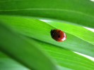 Nom du fichier=Wadoux_insecte.jpg
Taille du fichier=97Ko
Dimensions : 800x600
Ajouté le : 08 Août 2015 Wadoux_insecte.jpg