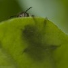 Nom du fichier=Wynant_insecte.jpg
Taille du fichier=108Ko
Dimensions : 800x800
Ajouté le : 22 Juillet 2015 Wynant_insecte.jpg