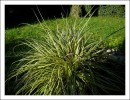 Nom du fichier=automne09_carex.jpg
Taille du fichier=124Ko
Dimensions : 582x447
Ajouté le : 17 Octobre 2009 automne09_carex.jpg