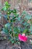 Filename=Camelia.jpg
Filesize=47KiB
Dimensions=264x400
Date added=Mar 27, 2005 Camelia.jpg