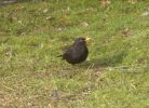 Nom du fichier=Oiseaux_merle_noir.jpg
Taille du fichier=29Ko
Dimensions : 439x316
Ajouté le : 24 Février 2006 Oiseaux_merle_noir.jpg