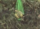 Nom du fichier=Oiseaux_tarin_des_aulnes.jpg
Taille du fichier=30Ko
Dimensions : 387x285
Ajouté le : 24 Février 2006 Oiseaux_tarin_des_aulnes.jpg