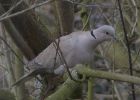 Nom du fichier=Oiseaux_tourterelle.jpg
Taille du fichier=29Ko
Dimensions : 442x315
Ajouté le : 24 Février 2006 Oiseaux_tourterelle.jpg