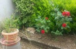 Nom du fichier=20150516_111619bis_resized.jpg
Taille du fichier=95Ko
Dimensions : 700x453
Ajouté le : 18 Mai 2015 20150516_111619bis_resized.jpg