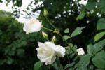 IMG_0001.JPG