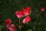 IMG_0232.JPG