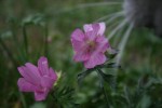 IMG_0259BIS.JPG