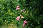 IMG_0374.JPG