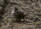 IMG_0458bis.JPG