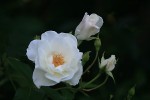 IMG_0531.JPG
