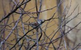 IMG_0558bis.JPG