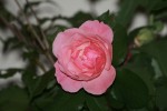 IMG_0580.JPG