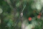 IMG_0584bis.JPG